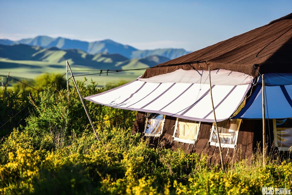 位于甘南桑科草原上的诺尔丹营地是德清和丈夫的新生意,夏季,格桑花和