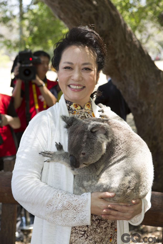当地时间2014年11月15日，澳大利亚，G20峰会领导人太太团参观了位于布里斯班河畔的全球最大考拉保护区龙柏考拉动物园，彭丽媛抱着一只考拉。