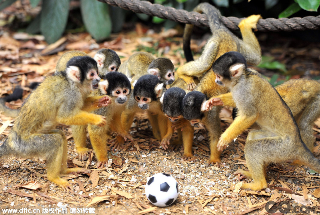2011年8月18日，英国伦敦，在伦敦动物园有一只名叫Bounty的男性松鼠猴，自它来到动物园后的三年时间里一共繁衍了11只小松鼠猴。上个月它的 第11个孩子也顺利诞生，11人刚好凑齐一支足球队，于是动物园哪来玩具足球给猴儿们玩耍，小家伙们也玩的很兴起，看来天生为足球而生啊！   
