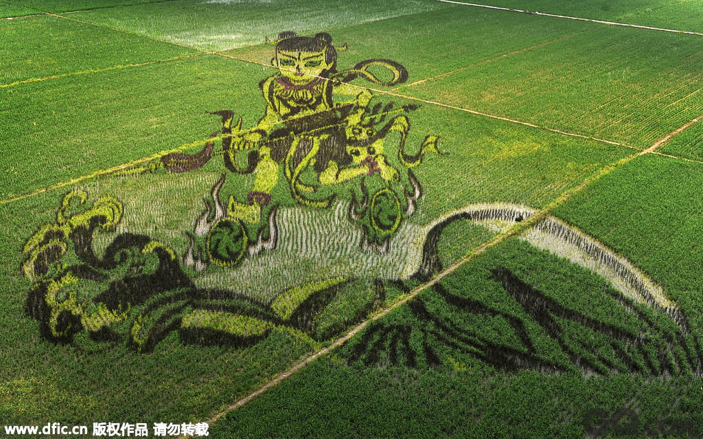 中国沈阳市沈北新区种植的680余亩稻田画初步形成观赏效果。名为《哪吒闹海》的巨型稻田画。