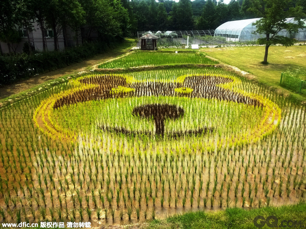 韩国京畿道骊州，一处稻田里惊现小熊图案的稻田画。 