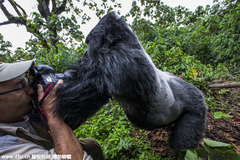 卢旺达火山国家公园，这些令人惊叹的照片展现了一只傲慢的大猩猩正向一名摄影师挥拳，模样就好像喝醉了一样。而那名不幸的46岁摄影师 Christophe Courteau当时正在丛林中拍摄一群银背大猩猩，突然这个家族中的雄性首领突然向他冲来，只见这头体重达250公斤的山地大猩猩握紧拳头，极富攻击性，这一场面就跟在酒吧中发生的斗殴没什么两样。而这头大猩猩正是因为吃了发酵过的竹子，才“酒”后发作。更不可思议的是，Chris在这头大猩猩向他扑来的那一瞬间，竟然还拍下了这头大猩猩满脸怒气的照片。 