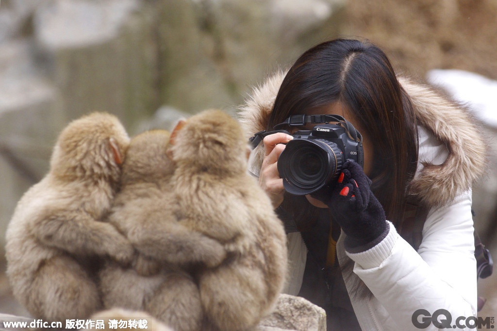 当地时间2013年3月15日报道，日本地狱谷猴子公园内的三只猴子摆出紧紧抱在一起的姿势拍照，表情十分萌，为这三只猴子拍照的是一对来自英国的夫妇Chinping和Yihfang Goh。     