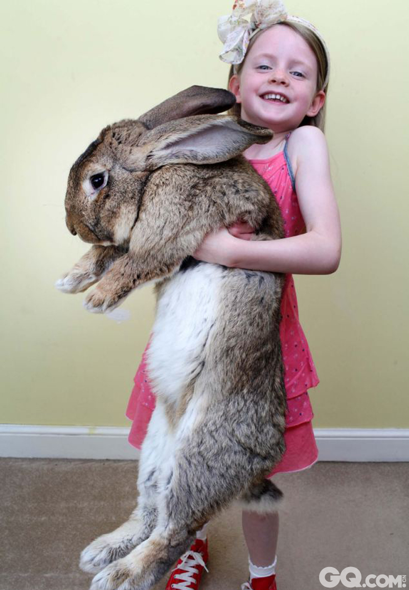 4.	据美国《纽约每日新闻》4月20日报道，英国伍斯特市5岁兔子大流士（Darius）已经被吉尼斯世界纪录认定为世界上最大的兔子，它体长1.22米，体重达45斤。每天要吃12根胡萝卜和其他大量食物，相当于每年吃掉4000美元（约合人民币24891元）。