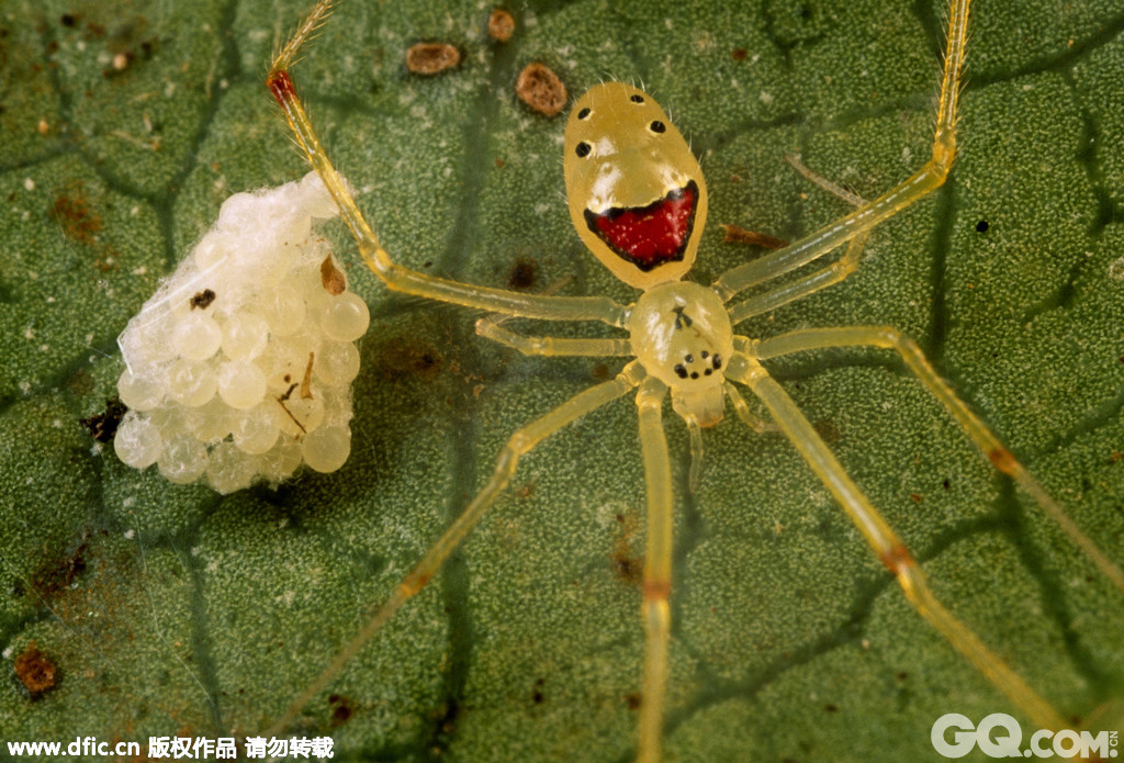 笑脸蜘蛛摄影师Darlyne Murawski在夏威夷的丛林中幸运的拍摄到一种“笑脸蜘蛛”，这种蜘蛛的学名叫做Theridion Grallator，只有数毫米长，没有毒性。蜘蛛的腹部长有形如人类笑脸的图案。科学家们认为，这种笑脸图案是由于基因的自然变异形成的，主要是用来阻吓其它的猎食类动物。