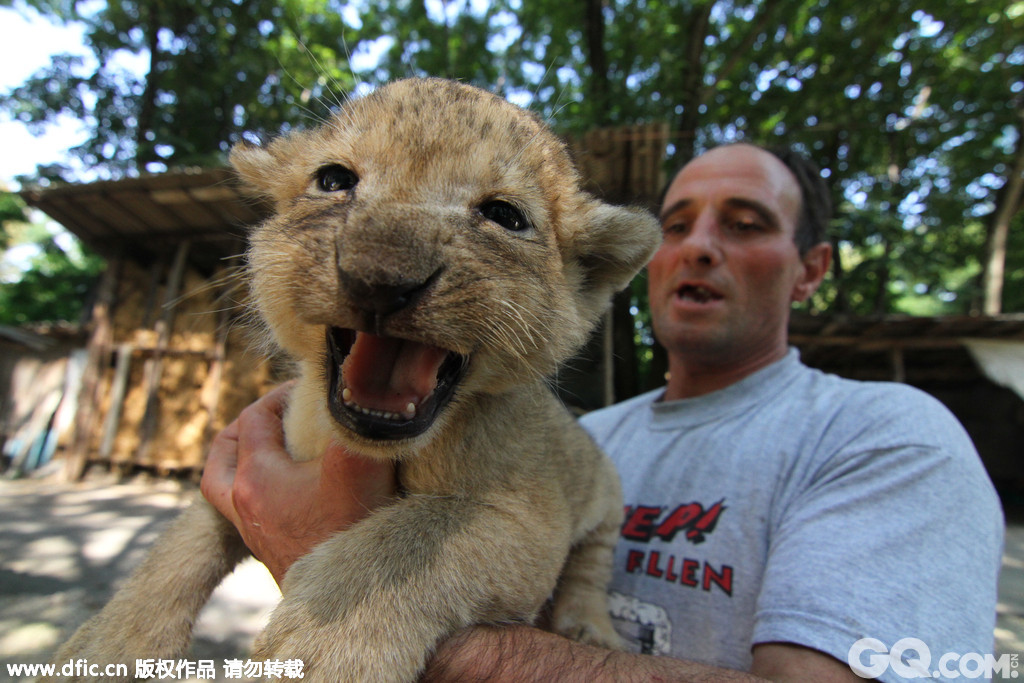 当地时间2014年9月2日，保加利亚索非亚，在索非亚东北部的拉兹格勒小镇动物园里，一名动物园管理员和只有30天大的狮子幼崽玩耍。狮子妈妈Raya生下了三只小狮子，它们至今还未取名。