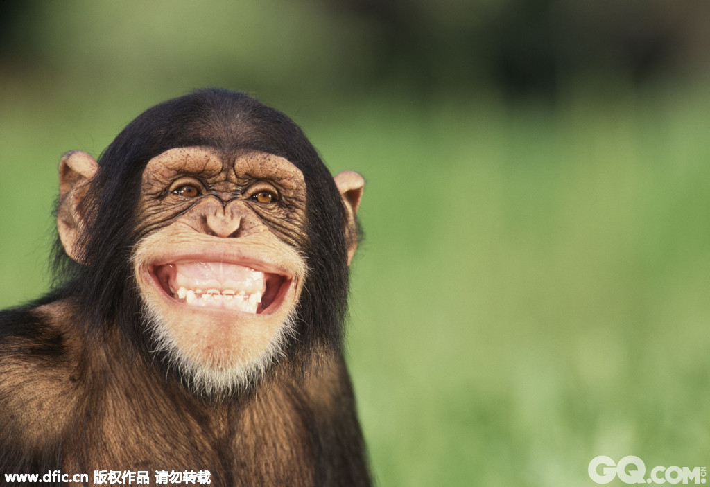 　　当地时间2013年5月22日报道，这是一组动物咧嘴微笑的照片，拍摄者是来自世界各地的摄影师。照片中的猩猩、大象、狐狸、猎豹等动物看起来十分开心，它们纷纷咧嘴对着镜头微笑，模样十分憨态可掬。