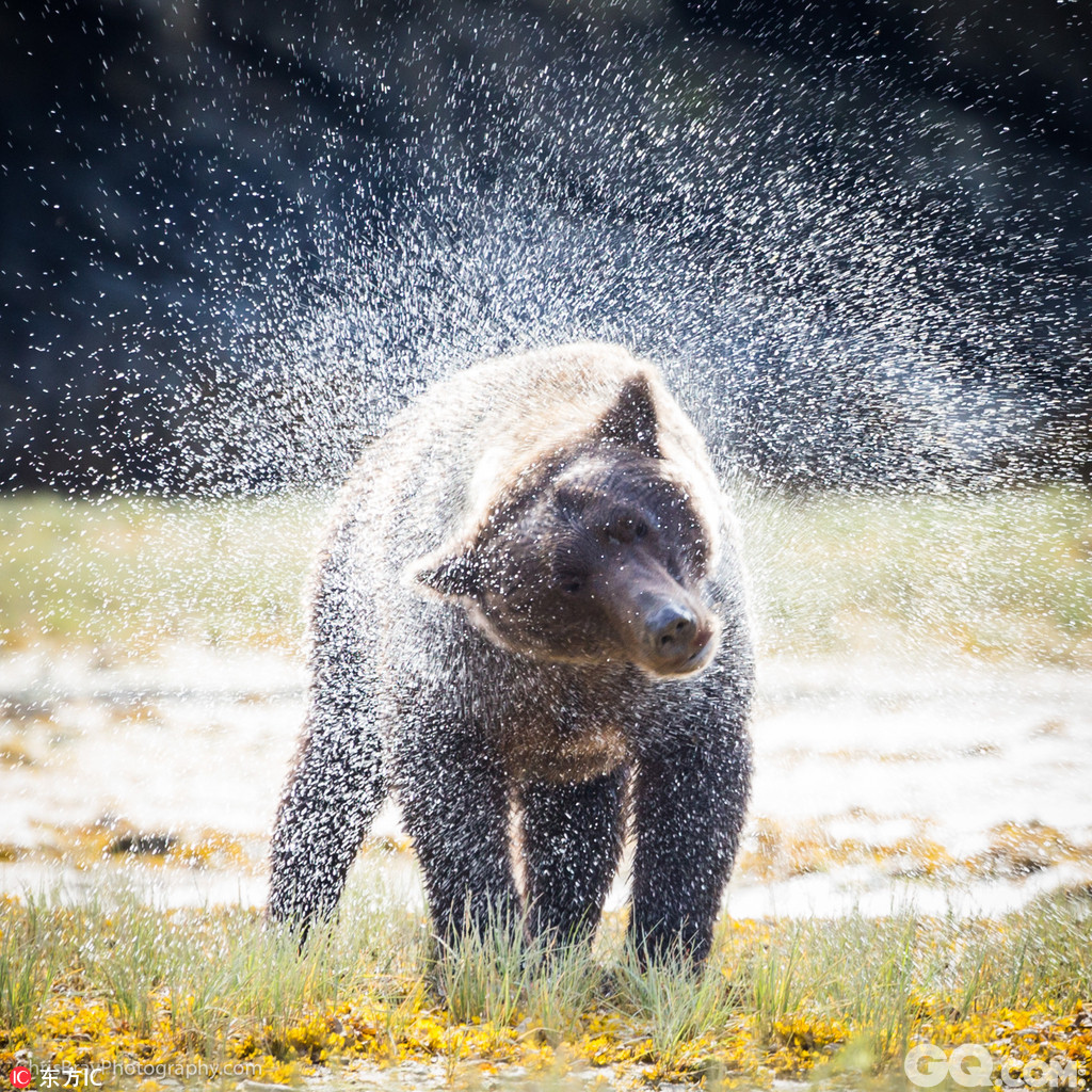 澳大利亚摄影师Chris Bray在阿拉斯加拍摄了一组当地棕熊悠闲自得的日常生活，有组队在河里围堵三文鱼的，完了还不忘在太阳下甩干身上的水，有带着孩子发呆的，一家三口屁股齐齐撅向Chris，还有好奇玩弄GoPro的，生活十分潇洒。