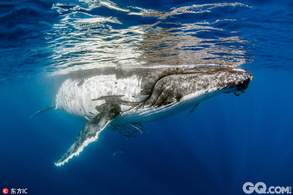 32岁美女摄影师Nadia Aly与一对潜水员前往太平洋汤加海域参观座头鲸，在拍摄潜水员与鲸鱼互动的间隙，胆大的Nadia忙里偷闲与鲸鱼玩起了自拍，她在鱼群中穿梭来去，还与一条距离仅5米的鲸鱼同框合影，胆量十分惊人，而这些庞然大物竟也表现的相当温和，任Nadia拍摄。
