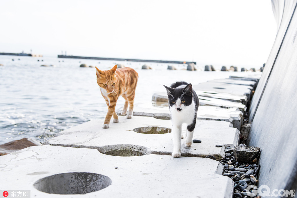 摄影师探访日本猫岛 竟遭一只喵星人怒视