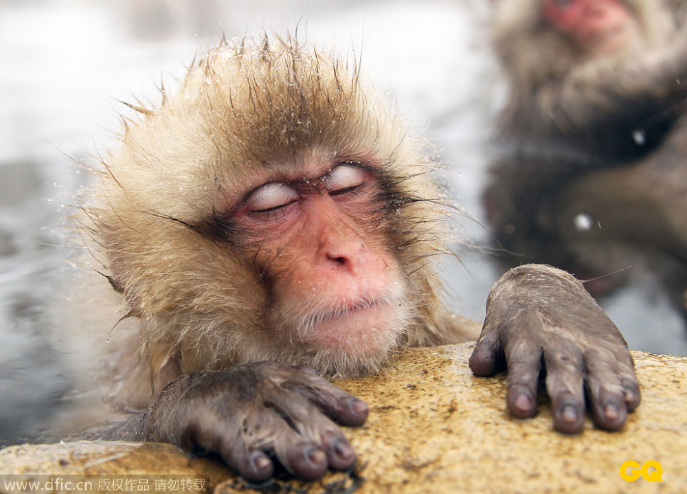 最享受的猴子，冬天泡温泉，在日本长野，猕猴惬意享受露天温泉。