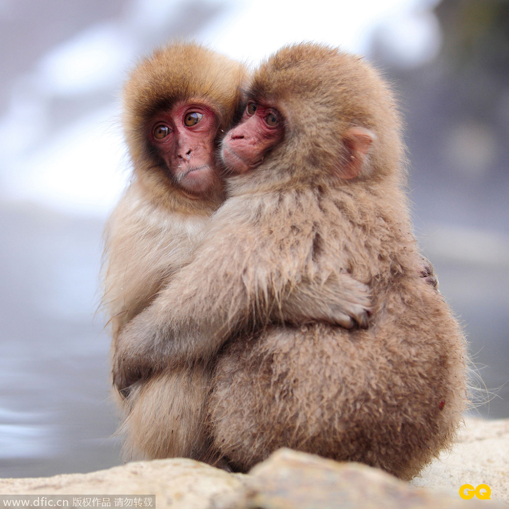 日本长野，摄影爱好者Kiyoshi Ookawa在地狱谷温泉公园游玩时拍下了这组日本雪猴抱团取暖、团雪球、泡温泉的可爱照片。地狱谷温泉因居住在此的日本雪猴而出名，人们蜂拥而至就是为了看一眼这些可爱的小生灵。