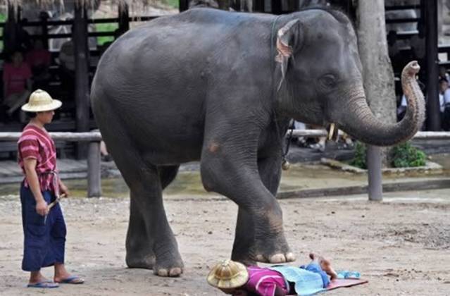 如果走累了，让大象来帮你踩踩背！泰国清迈的一家动物园专门推出了大象按摩表演，经过训练的大象轻踩在顾客的腰背上。如果够胆量就来试试吧！