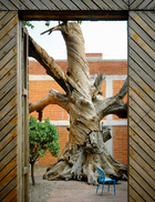这扇隔绝外界俗世的木门，其实也是一件艺术品。每当推开这扇“艺术之门”时，Chris总是乐于见到院里的“老树”与周围自然植物相辅相生的生动情景。推开本是一件艺术品的拼木大门，首先看到的是同为
艺术作品的《树》。