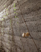 坑坑洼洼的墙面仿佛经历了时间的捶打，一簇爬山虎正蓬勃生长。为了还原乡野气息，无用生活空间用古法打造了夯土内墙，几棵爬墙的绿植更让它生机四溢。
