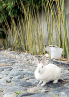 后院种了些竹子，春天有竹笋吃，养了一只叫小玉的老兔子。