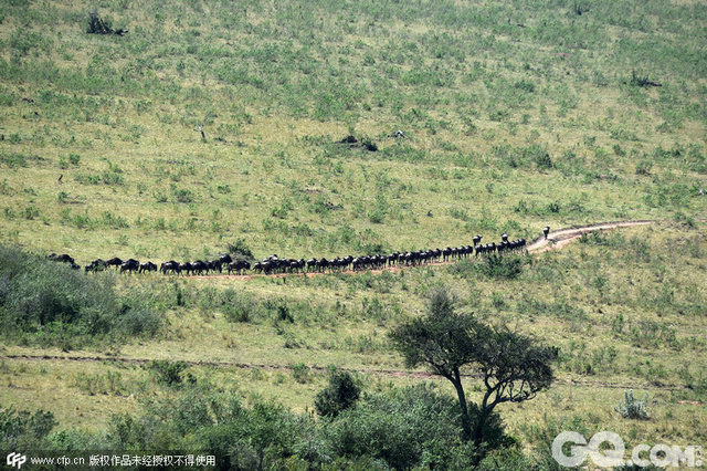 马赛马拉国家野生动物保护区，是非洲最完整的野生动物保护区。在这里追踪动物大迁徙，和狮子打个招呼，与猎豹比赛跑，抚摸大象长颈鹿，与斑马合影，哈哈，在这里各种疯狂举动你都有胆子做出来，因为这里人与动物和谐相处。

这里是非洲第一高峰乞力马扎罗山的最佳观赏、拍摄地 , 随便一个角度都可以拍出大师级别的照片来；零距离捕象群，还能创作出最经典的“好莱坞”式的非洲草原风光，听起来就好酷！