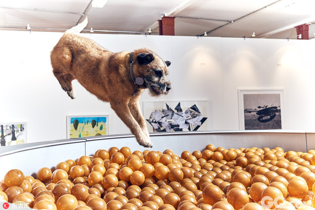 英国伦敦为狗狗举行了一场当代艺术展。艺术家Dominic Wilcox创作了一系列互动、当代艺术作品给狗狗们欣赏，以鼓励人们更多与他们的宠物玩耍。