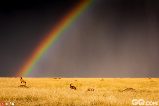 德国63岁摄影师Ingo Gerlach在肯尼亚马赛马拉国家公园拍到十分难得的一幕：两支斑马和转角牛羚兽群在金灿灿的草地上悠闲漫步，背后天空上架起一座彩虹桥，照亮了后面悬悬欲坠的阴云，非洲草原顿显祥和静谧。