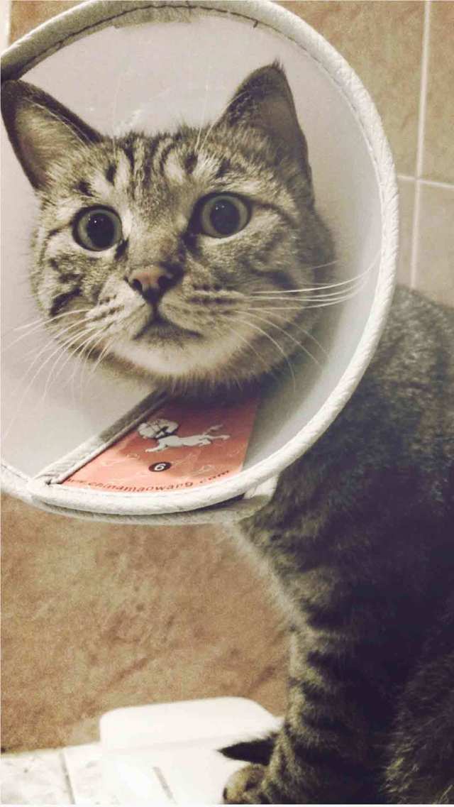 胡歌爱猫新消息评论