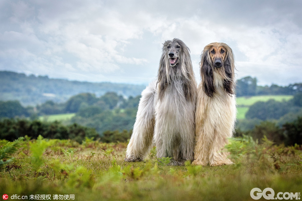 第十屆美國養犬俱樂部年度最佳犬類攝影(kennel club dog