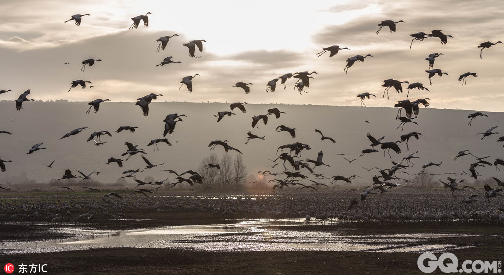 摄影师Ronen Vaisman拍摄了一组以色列鹤鸟迁徙的照片，数千只鹤鸟浩浩荡荡涌向以色列北部胡拉谷地，在Ronen的镜头下，这支迁徙大军映衬着金灿灿的阳光显得十分唯美迷人。每年，胡拉谷地都要迎来数千只在南北半球迁徙征途中歇脚的鹤鸟。