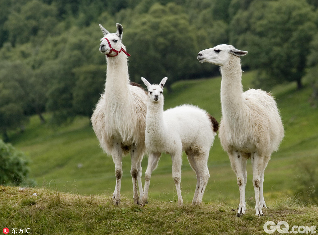 曬曬小動物們的溫馨全家福_好玩_gq男士網