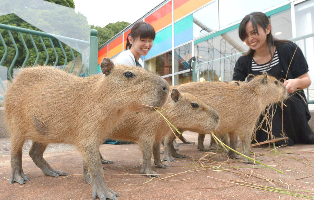水豚是世界上最大的啮齿类动物。日本首家以水豚为主题的咖啡馆在2014年对外开放，馆内养着7只可爱的水豚。在这间位于福冈县北九州市的“水豚乐园”咖啡馆中，你可以与这7只可爱的小东西亲密接触。
