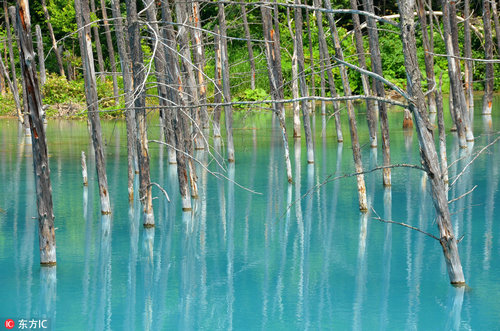 蓝池位于美瑛町的东南部，美瑛川左岸海拔约500米附近，水中多含铝酸粒子，在阳光的照射下可以反射出奇幻的颜色，整个池面如画布一般，凑近一看竟如镜面一样平静。