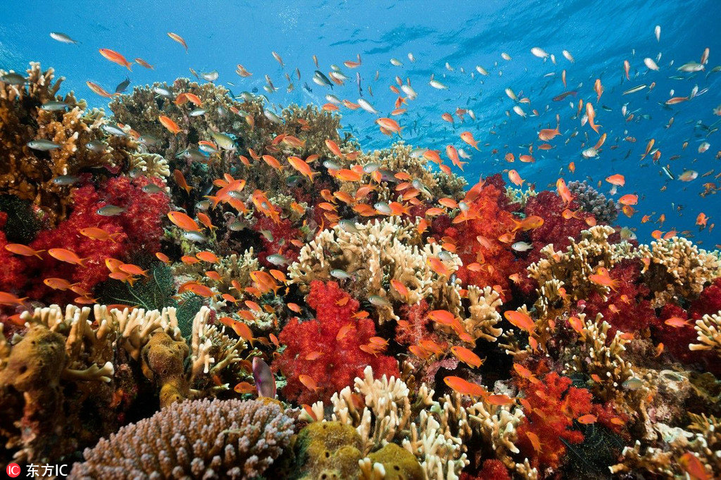 无数奇形怪状、色彩斑斓的海鱼在斐济的水里畅游，将大海搅得五彩缤纷，和爱人住在梦幻的水上屋，坐在甲板上看自在游走的七彩鱼儿，快意人生，如此逍遥。
 