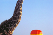 肯尼亚马赛马拉清晨乘坐热气球在宁谧平静的晨曦中，穿过非洲这片原始土地的大草原和河流。数以千计的斑马...