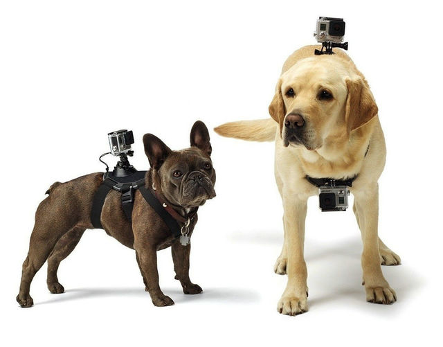 作为一个宣称每个人都要做生活主角的GoPro应用，现如今可能要让每个宠物也主宰自己的精彩生活，成为自己生活的主角了。只需要将该款只能摄像机穿戴在狗狗的后背或者在宠物的前额，那么“狗之所见”就成为人之所见，让我们用狗眼看看世界吧。