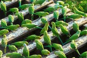 印度“鸟人”大爷和他的4000只绿皮鹦鹉