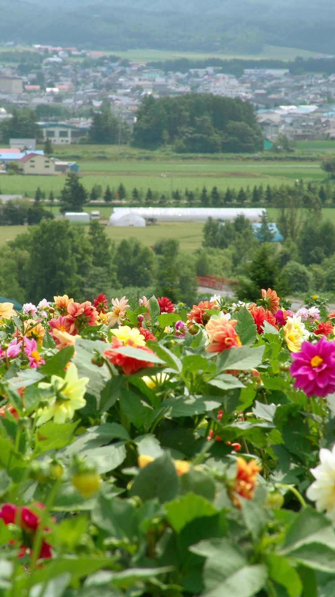 生活 秋季花园之最日本美瑛四季彩之丘